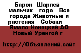 Барон (Шарпей), мальчик 3 года - Все города Животные и растения » Собаки   . Ямало-Ненецкий АО,Новый Уренгой г.